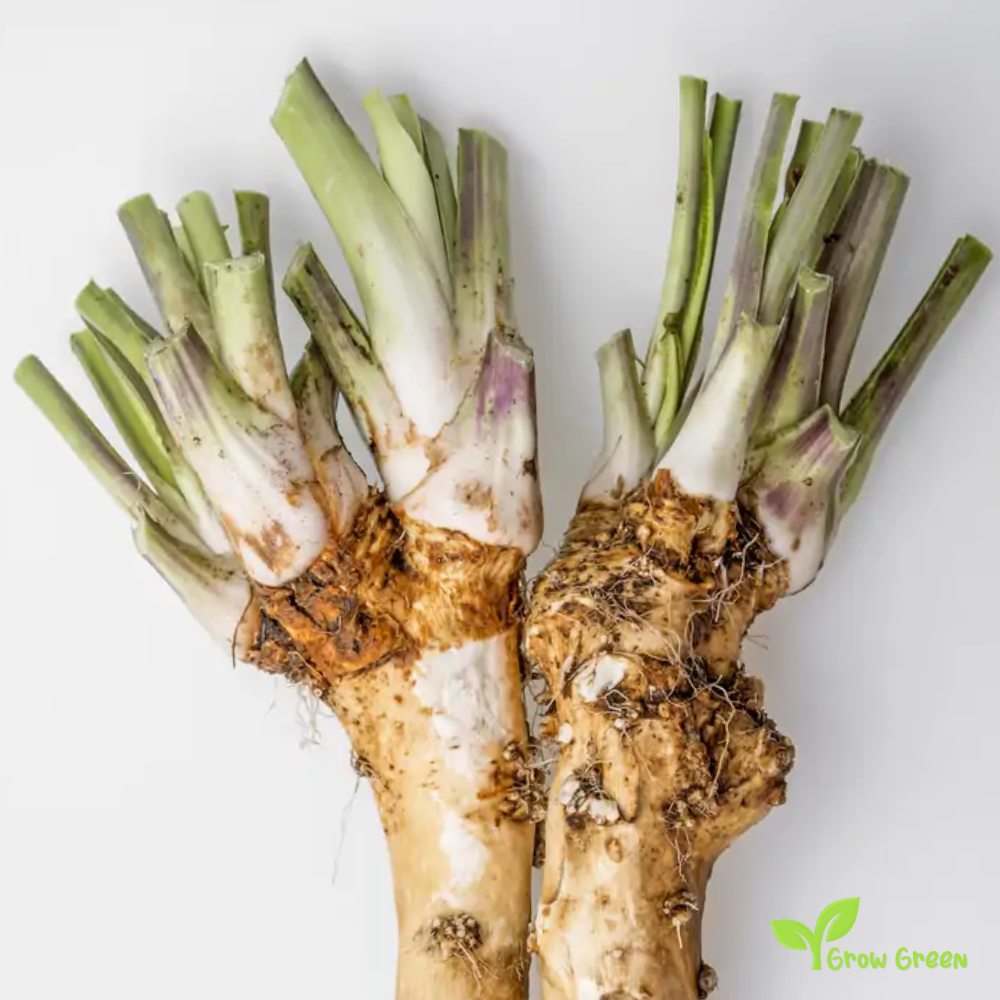 Half roots of Horseradish - ARMORACIA RUSTICANA COCHLEARIA + 5 Seeds Sunflower