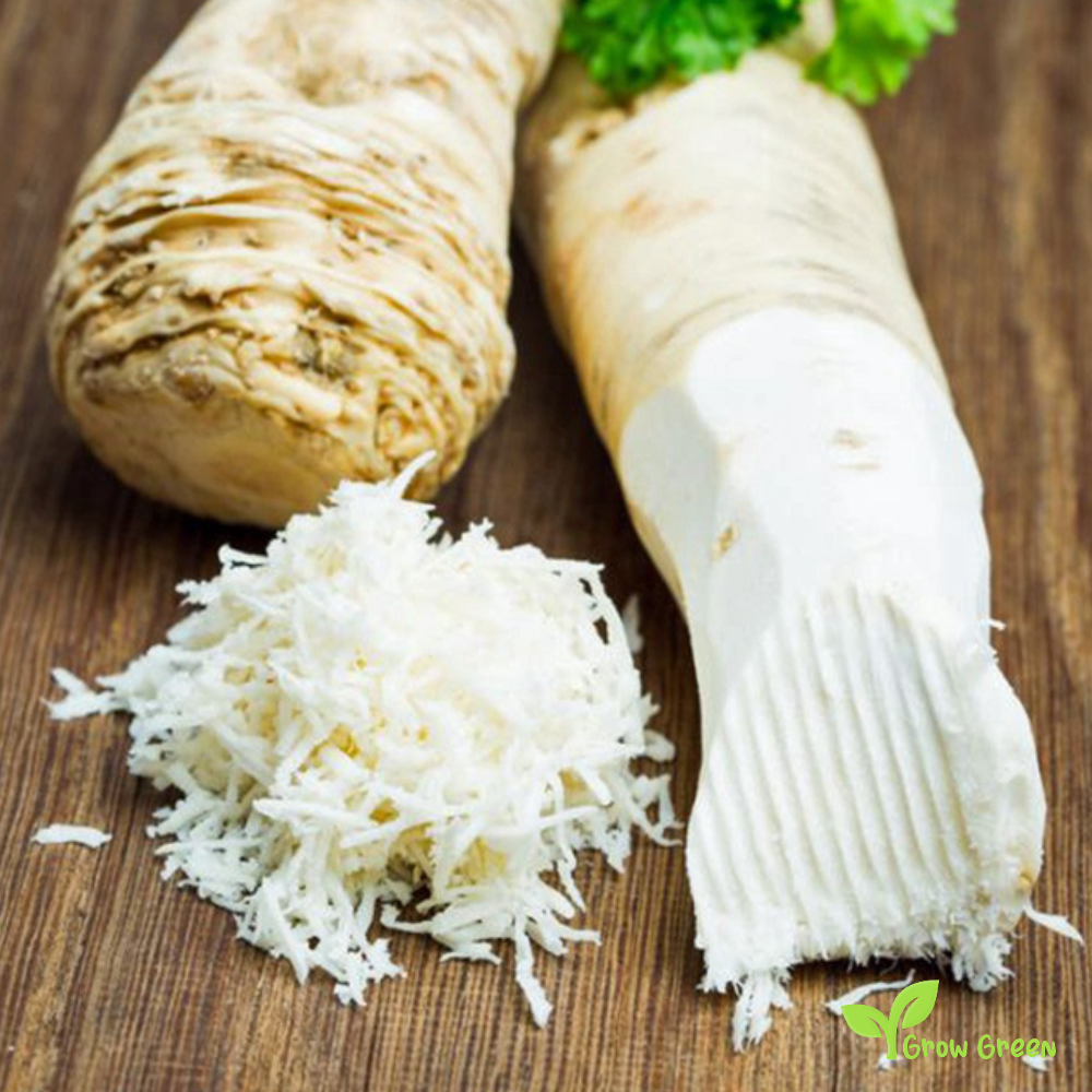 Half roots of Horseradish - ARMORACIA RUSTICANA COCHLEARIA + 5 Seeds Sunflower