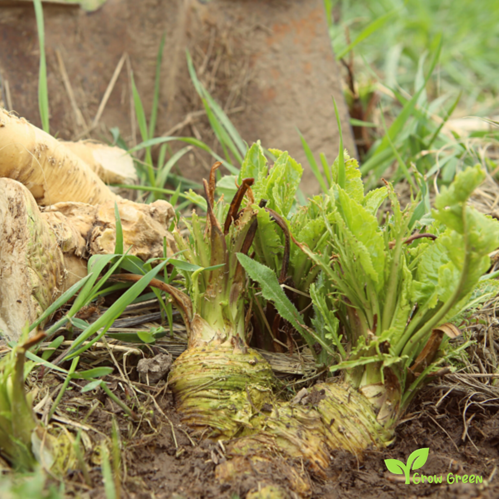 Half roots of Horseradish - ARMORACIA RUSTICANA COCHLEARIA + 5 Seeds Sunflower