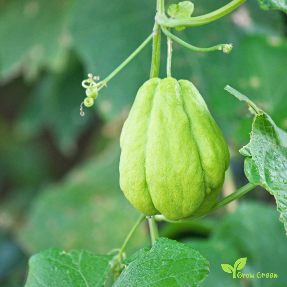 1 seed of Chayote - SECHIUM EDULE - Choko + 5 seeds Sunflower