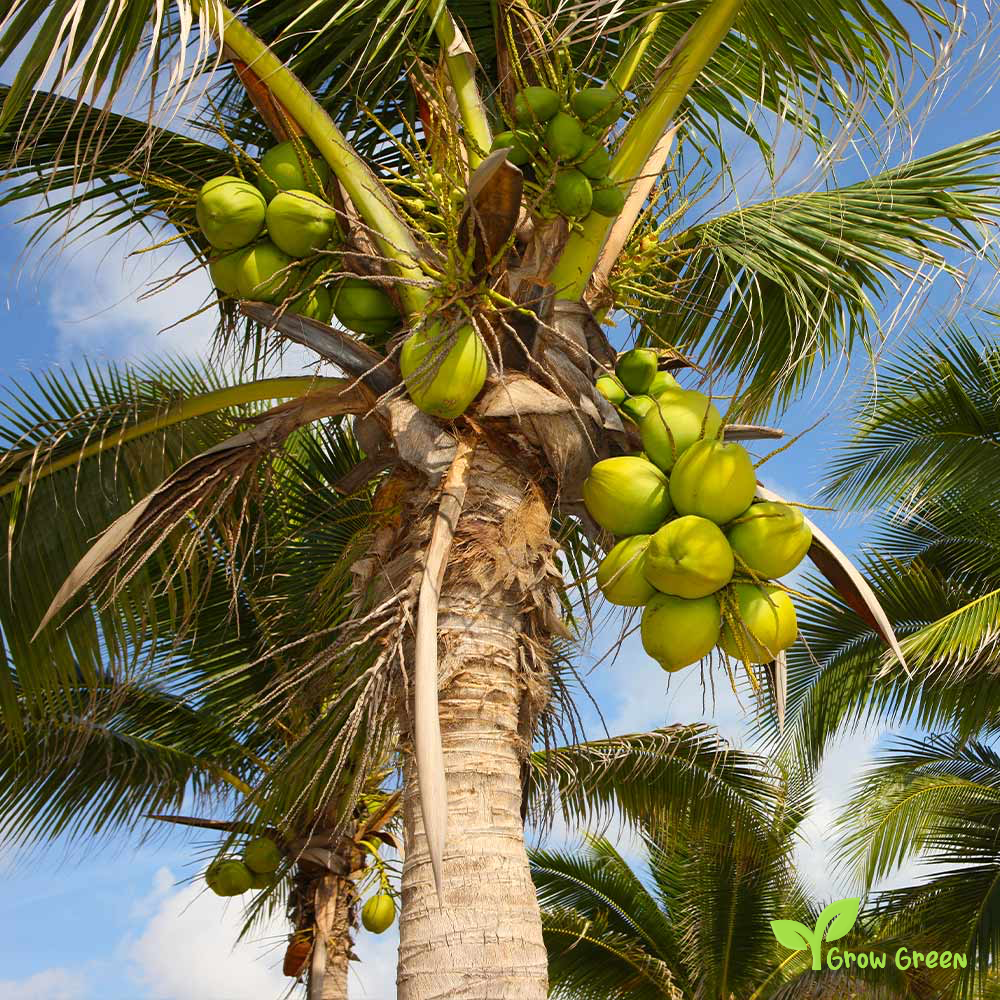 1 seed of Coconut Tree - COCOS NUCIFERA - Coconut Palm + 5 seeds Sunflower
