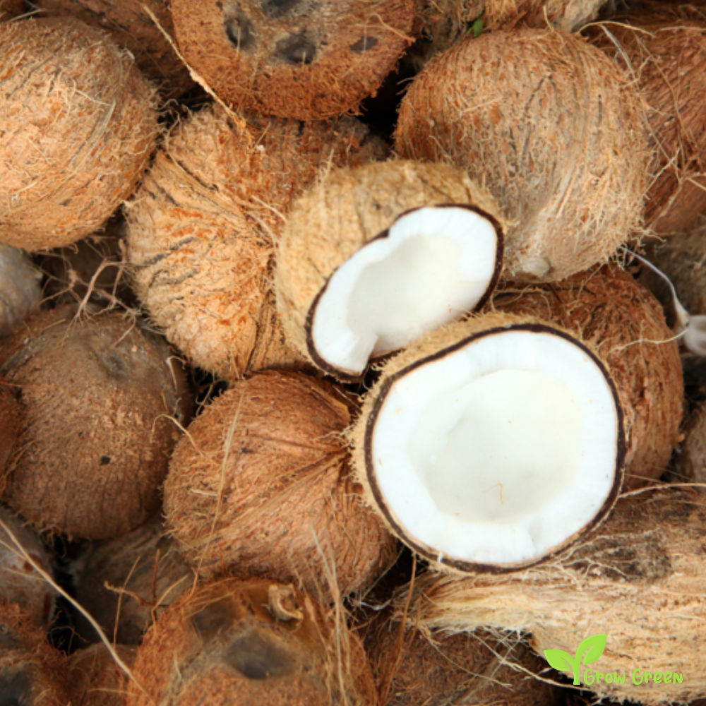 1 seed of Coconut Tree - COCOS NUCIFERA - Coconut Palm + 5 seeds Sunflower