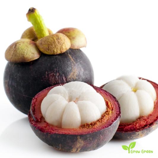 1 seeds of  Mangosteen - GARCINIA MANGOSTANA + 5 seeds Sunflower