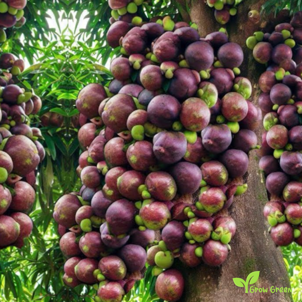 1 seeds of  Mangosteen - GARCINIA MANGOSTANA + 5 seeds Sunflower