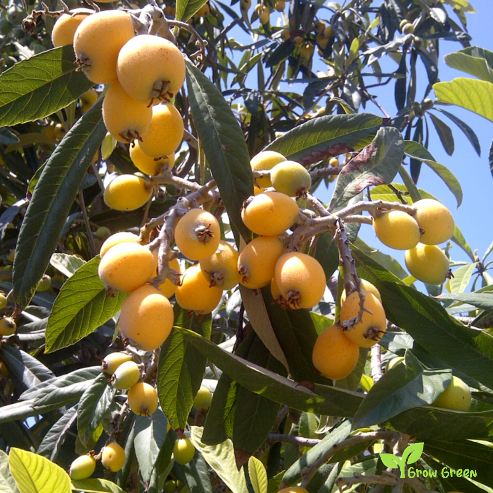 2 seeds of Loquat - ERIOBOTRYA JAPONICA + 5 seeds Sunflower