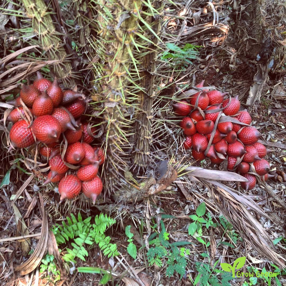 1 seeds of Snake Fruit - SALACCA ZALACCA - Salak + 5 seeds Sunflower