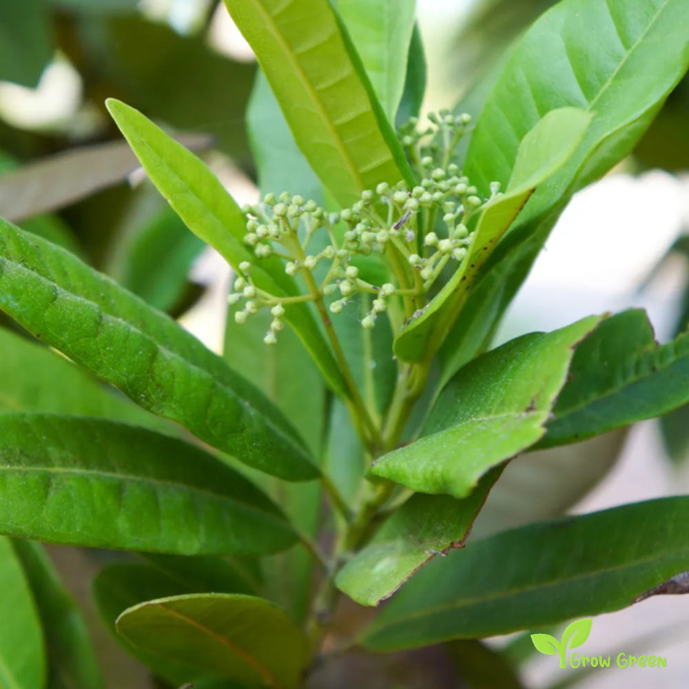 15 berries of Allspice - PIMENTA DIOICA - Pimento + 5 seeds Sunflower