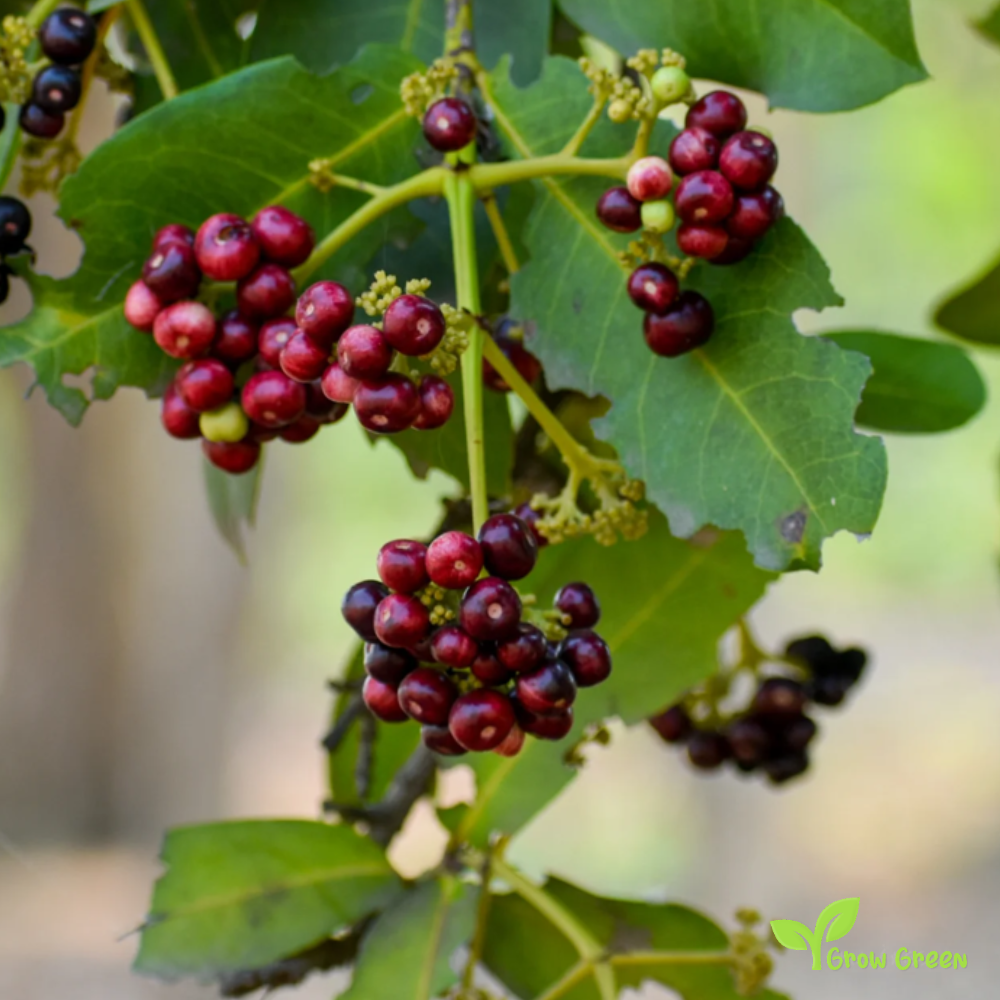 15 berries of Allspice - PIMENTA DIOICA - Pimento + 5 seeds Sunflower