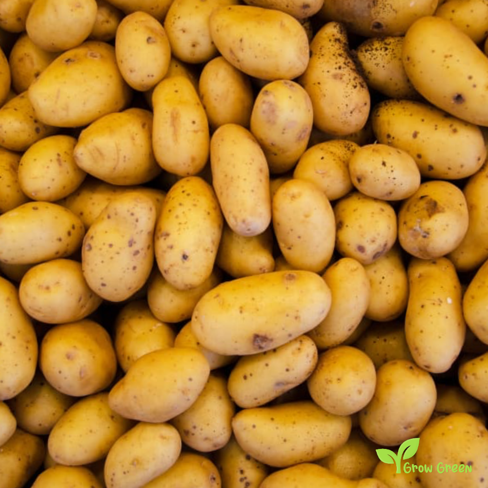 10 roots of New Potato - Solanum Tuberosum + 5 seeds Sunflower