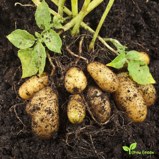 10 roots of New Potato - Solanum Tuberosum + 5 seeds Sunflower