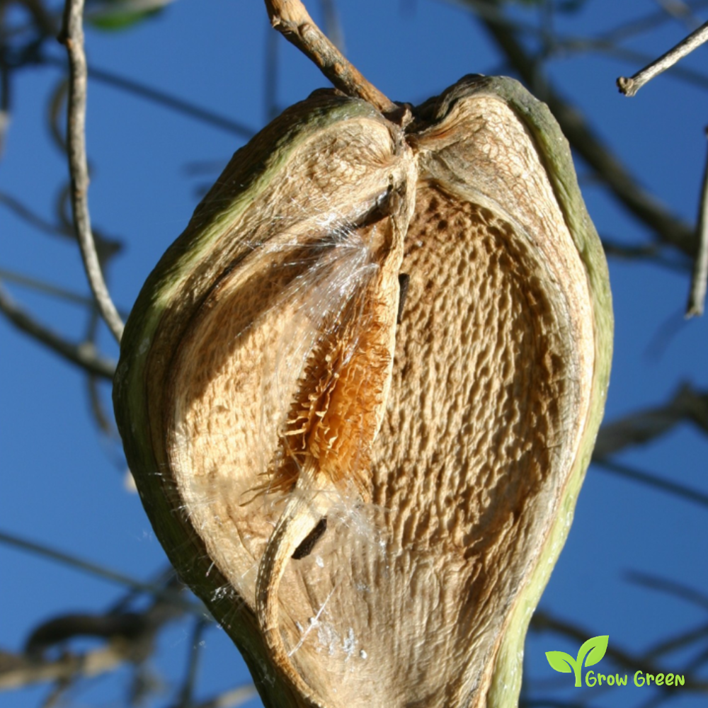 15 seeds Moth Plant - ARAUJIA SERICIFERA - FALSE Choko + 5 seeds of Sunflower