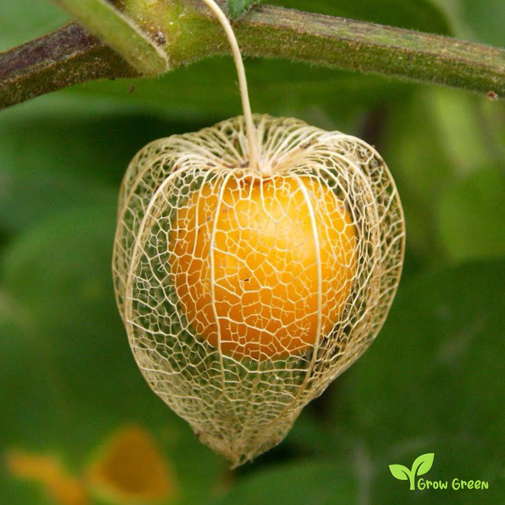 15 seeds Goldenberry - PHYSALIS PERUVIANA - Cape Gooseberry + 5 seeds Sunflower