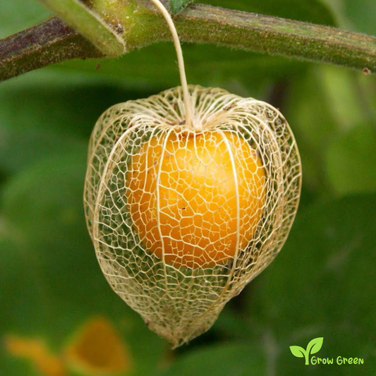15 seeds Goldenberry - PHYSALIS PERUVIANA - Cape Gooseberry + 5 seeds Sunflower