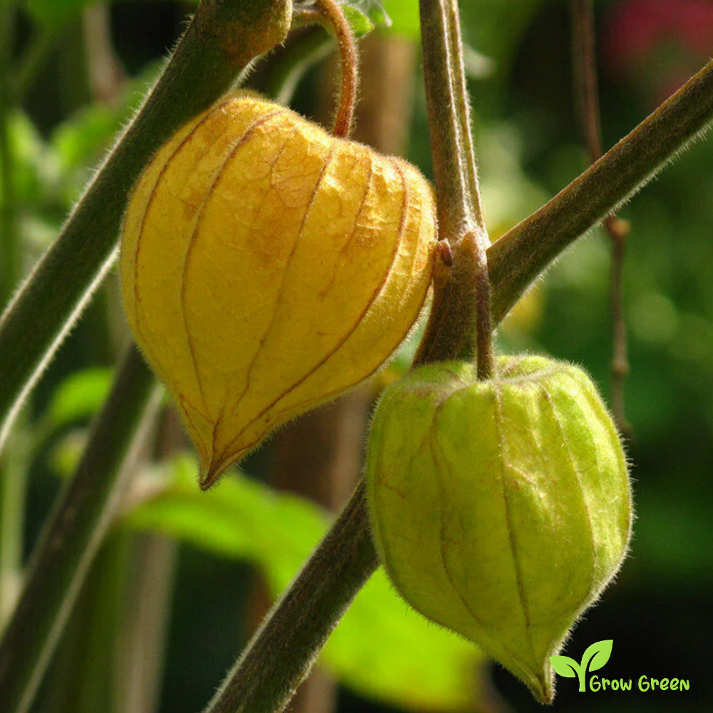 15 seeds Goldenberry - PHYSALIS PERUVIANA - Cape Gooseberry + 5 seeds Sunflower