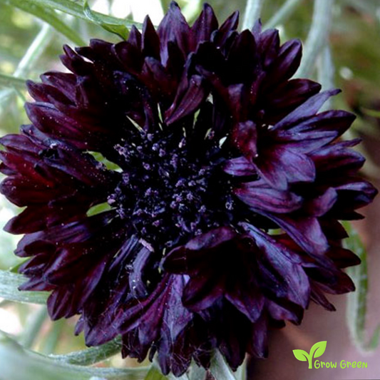 15 seeds Black Cornflower - CENTAUREA CYANUS - Bachelor's Button + 5 seeds Sunflower