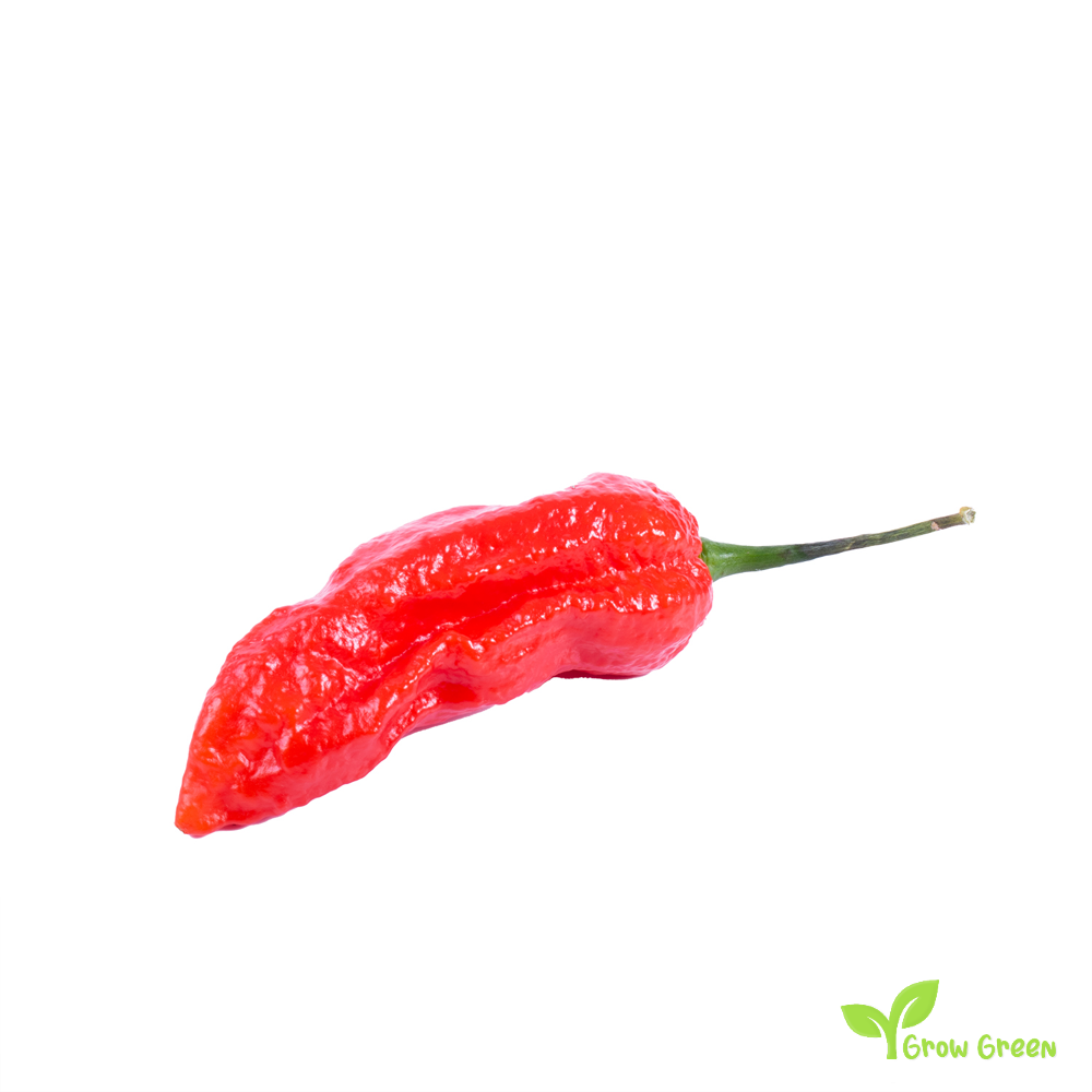 15 seeds Bhut Jolokia Red Chilli Pepper - CAPSICUM CHINENESE - 5 seeds Sunflower