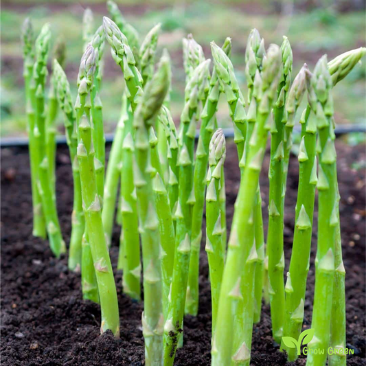 15 seeds Asparagus - ASPARAGUS OFFICINALIS + Sparrow Grass + 5 seeds of Sunflower