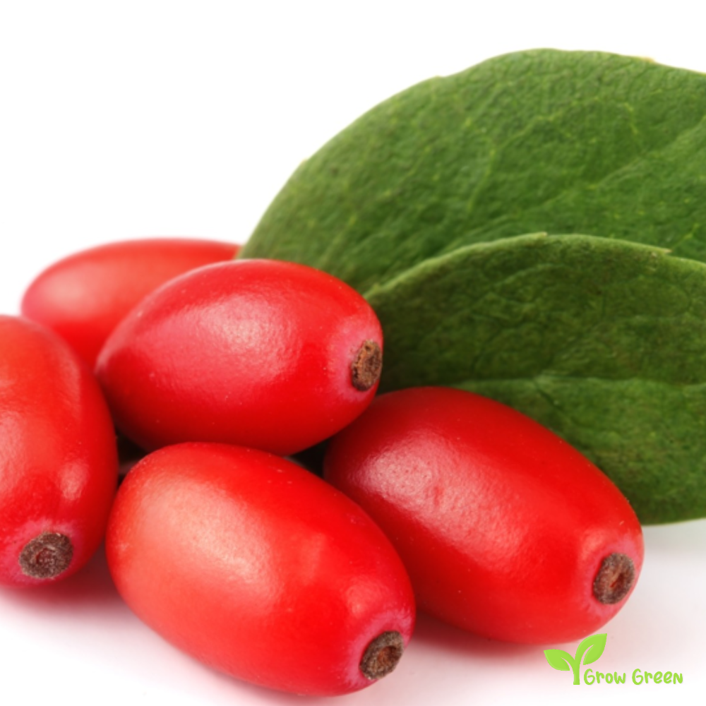 5 seeds of Barberry - BERBERIS VULGARIS - Berberis - 5 seeds of Sunflower