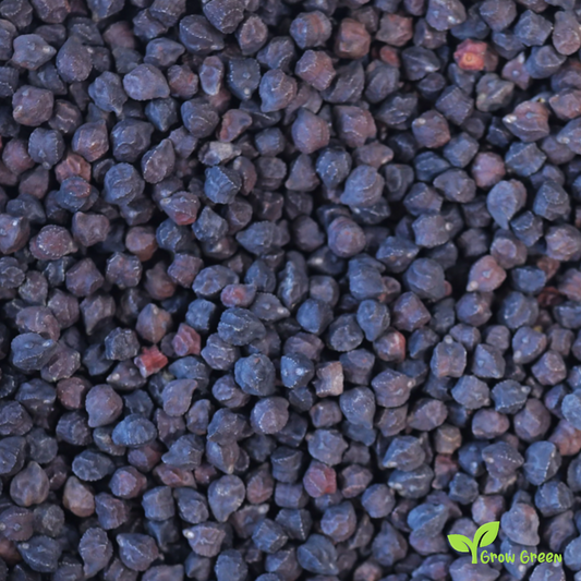 15 seeds of Black Chickpea - CICER ARIETINUM + Kala chana + 5 seeds Sunflower
