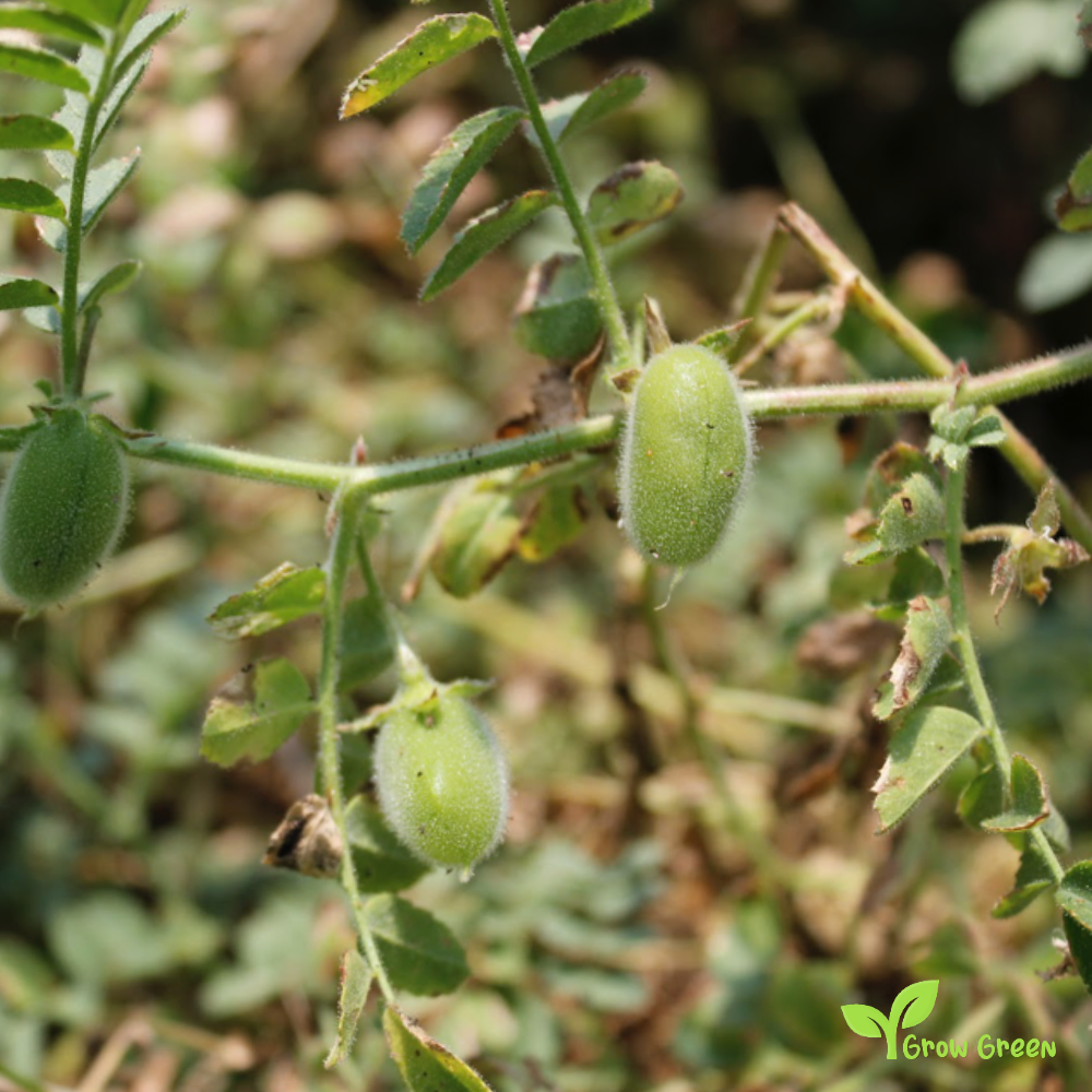 15 seeds of Black Chickpea - CICER ARIETINUM + Kala chana + 5 seeds Sunflower