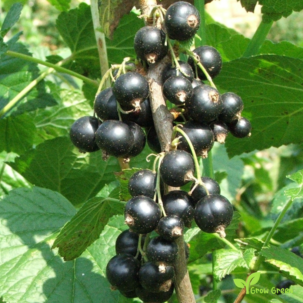 15 seeds of Black Currant - RIBES NIGRUM - Black Ribes + 5 seeds Sunflower
