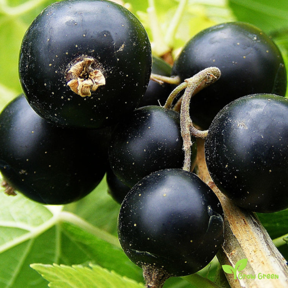 15 seeds of Black Currant - RIBES NIGRUM - Black Ribes + 5 seeds Sunflower