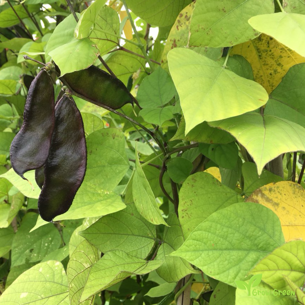 30 seeds of mixed random colour Lablab Purpureus - HYACINTH BEAN  Dolichos + Gift 5 seeds of Sunflower
