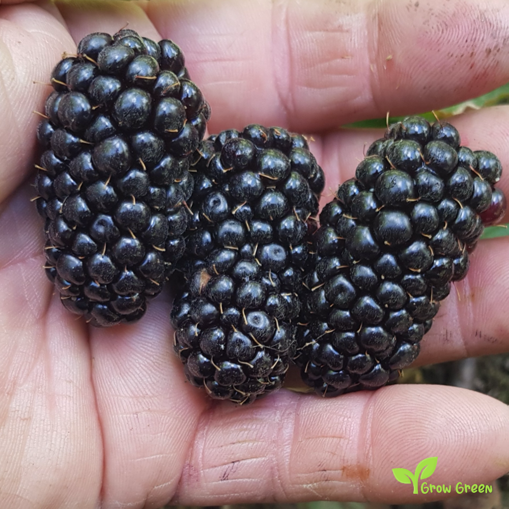 15 seeds of Blackberry Butte' - RUBUS - Long Blackberry + 5 seeds of Sunflower