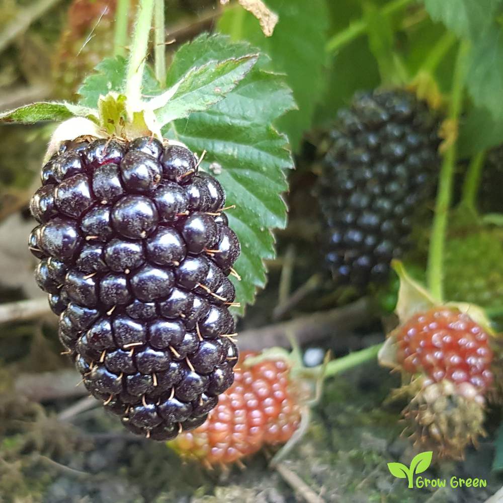 15 seeds of Blackberry Butte' - RUBUS - Long Blackberry + 5 seeds of Sunflower