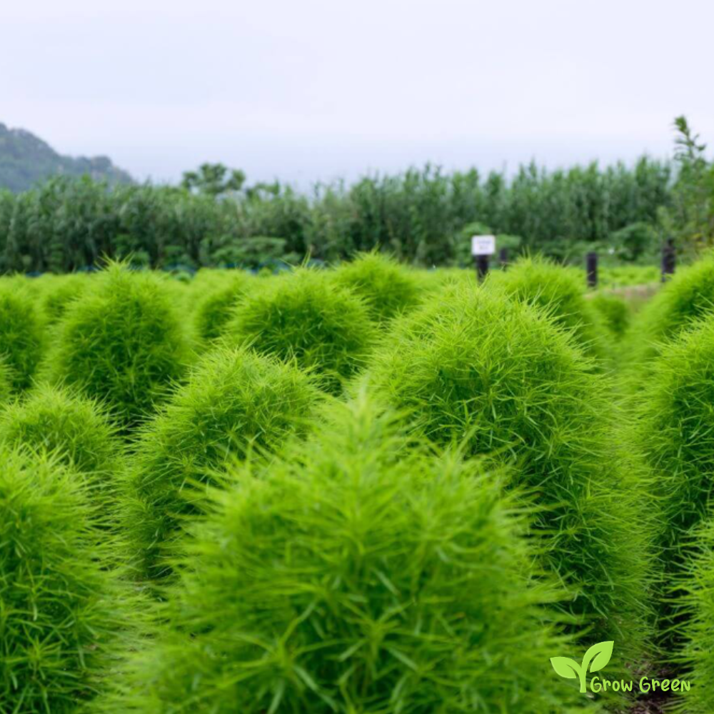15 seeds of Burningbush - BASSIA SCOPARIA - Kochia + 5 seeds Sunflower