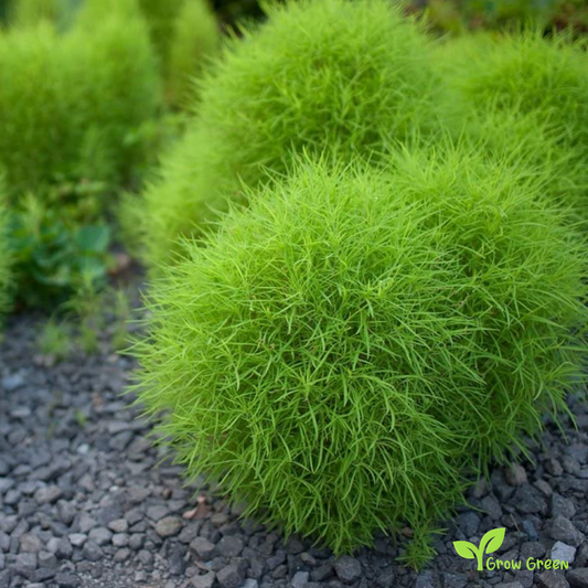 15 seeds of Burningbush - BASSIA SCOPARIA - Kochia + 5 seeds Sunflower