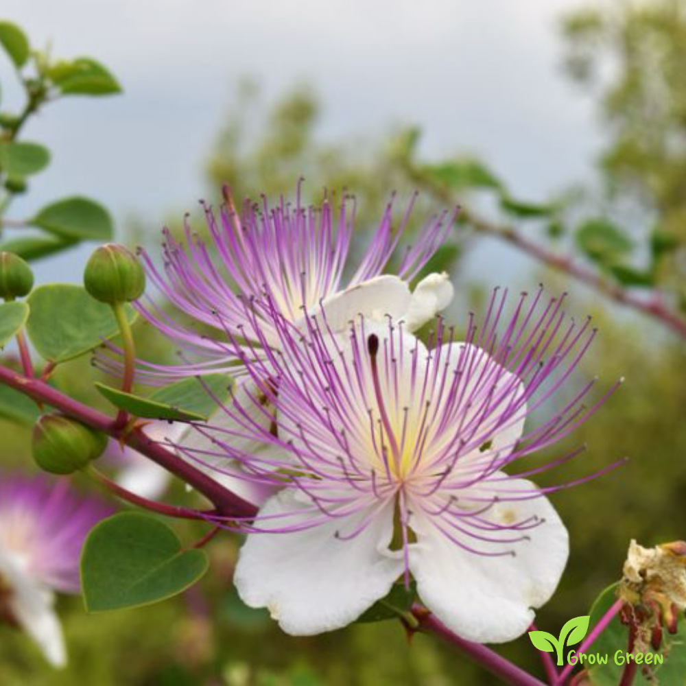15 seeds of Caper - CAPPARIS SPINOSA + 5 seeds Sunflower