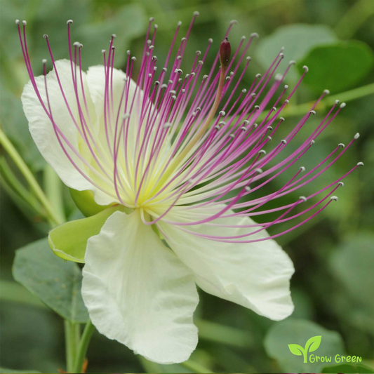15 seeds of Caper - CAPPARIS SPINOSA + 5 seeds Sunflower