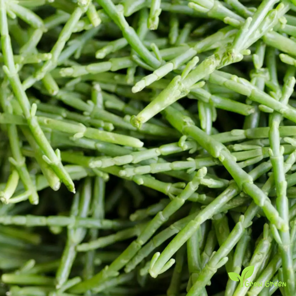 10 Samphire stems sprigs - SALICORNIA EUROPAEA - Glassworth + 5 seeds Sunflower