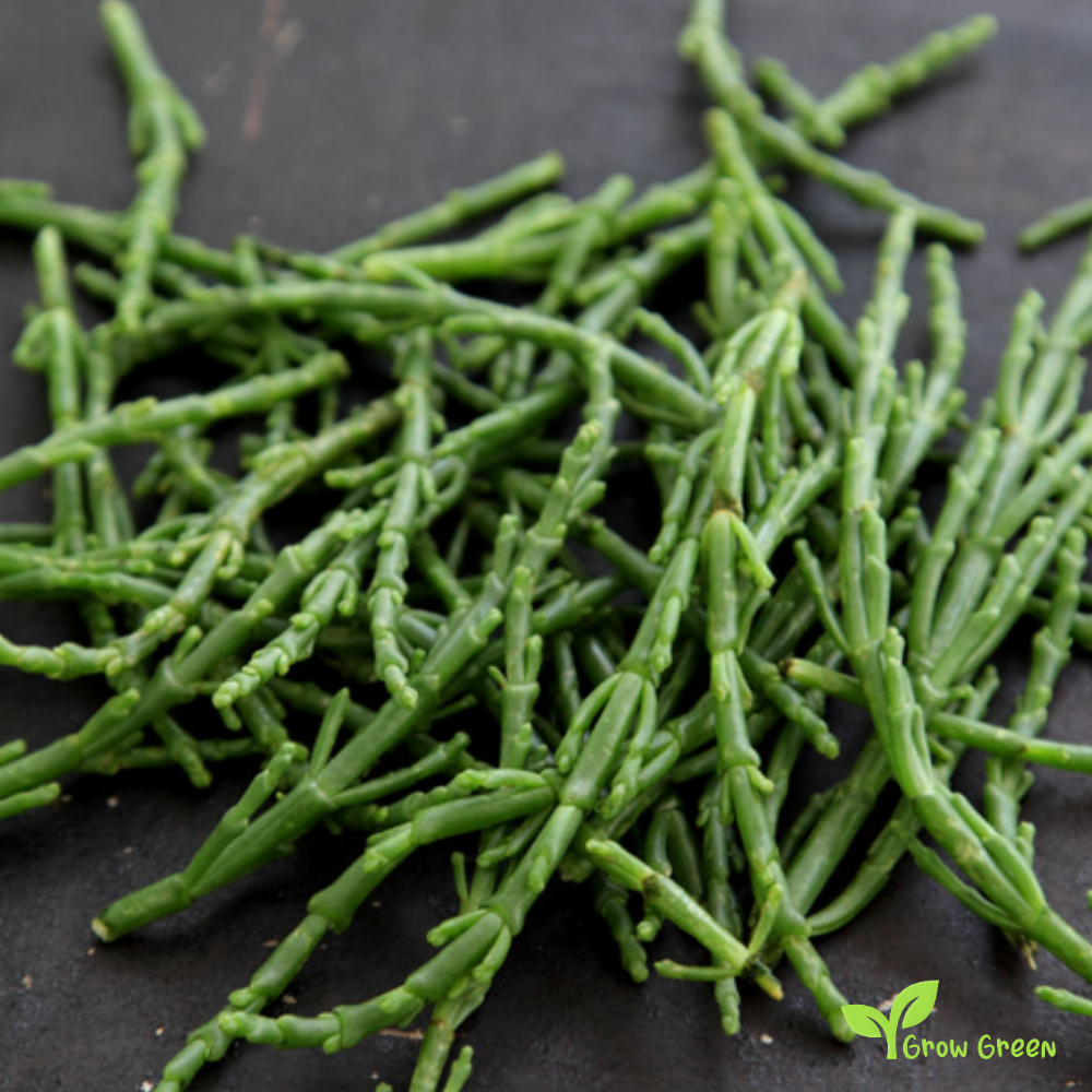10 Samphire stems sprigs - SALICORNIA EUROPAEA - Glassworth + 5 seeds Sunflower