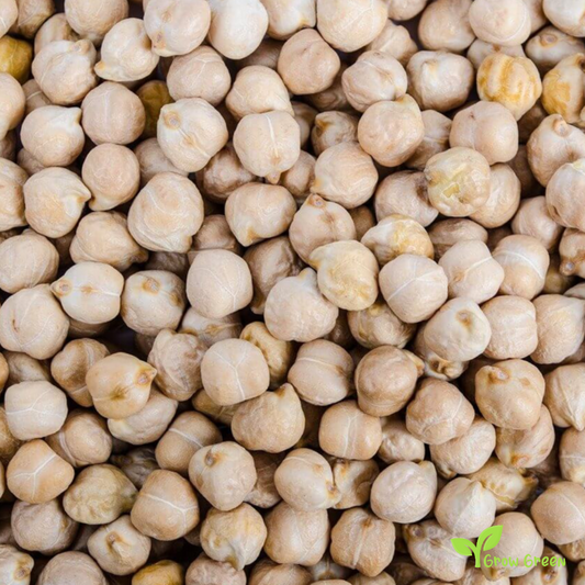 50 seeds of Cicerale Chickpea - CICER ARIETINUM + 5 seeds Sunflower