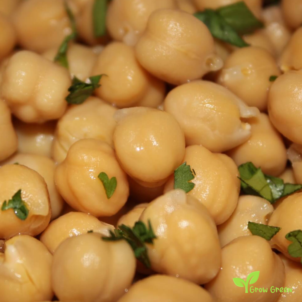 50 seeds of Cicerale Chickpea - CICER ARIETINUM + 5 seeds Sunflower