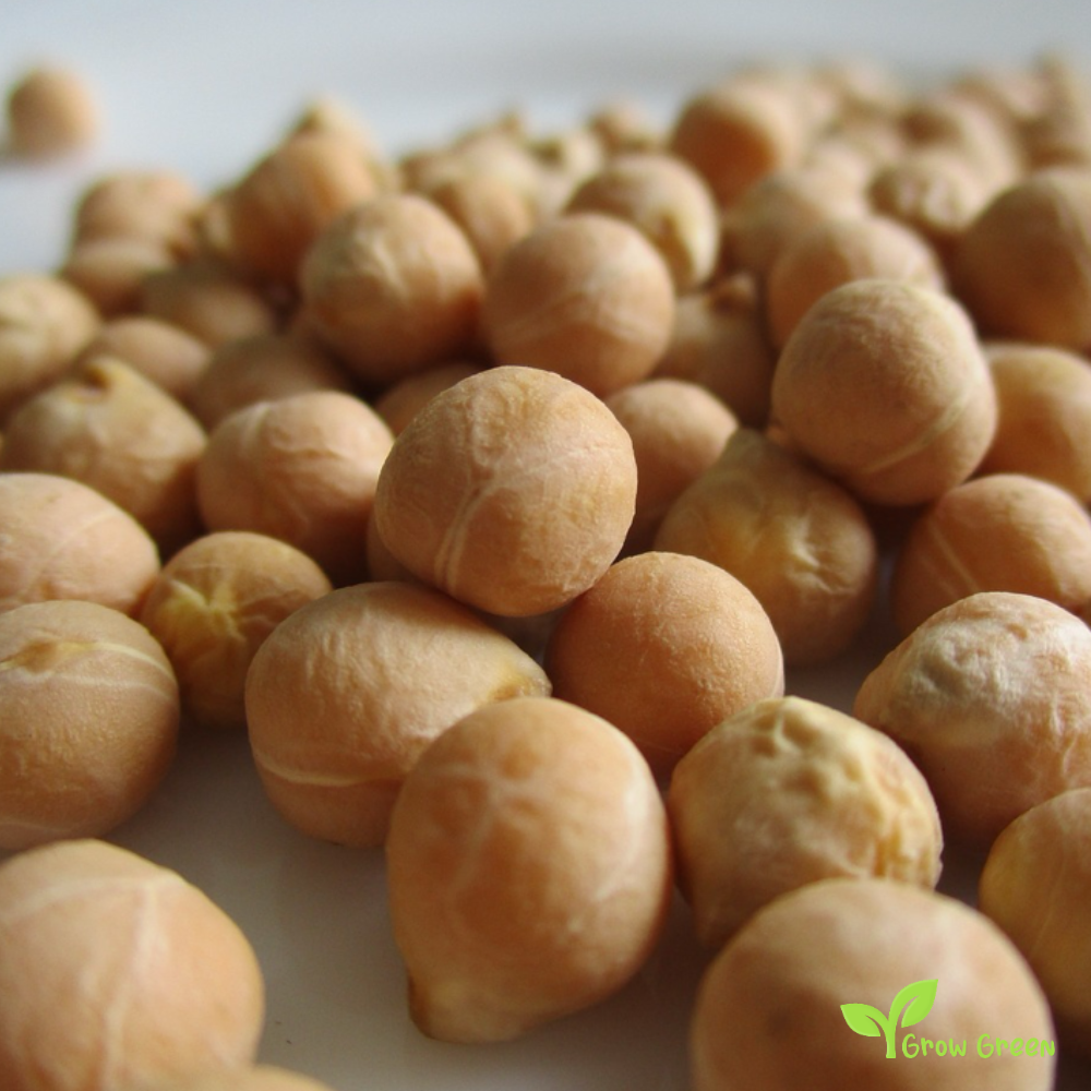 50 seeds of Cicerale Chickpea - CICER ARIETINUM + 5 seeds Sunflower