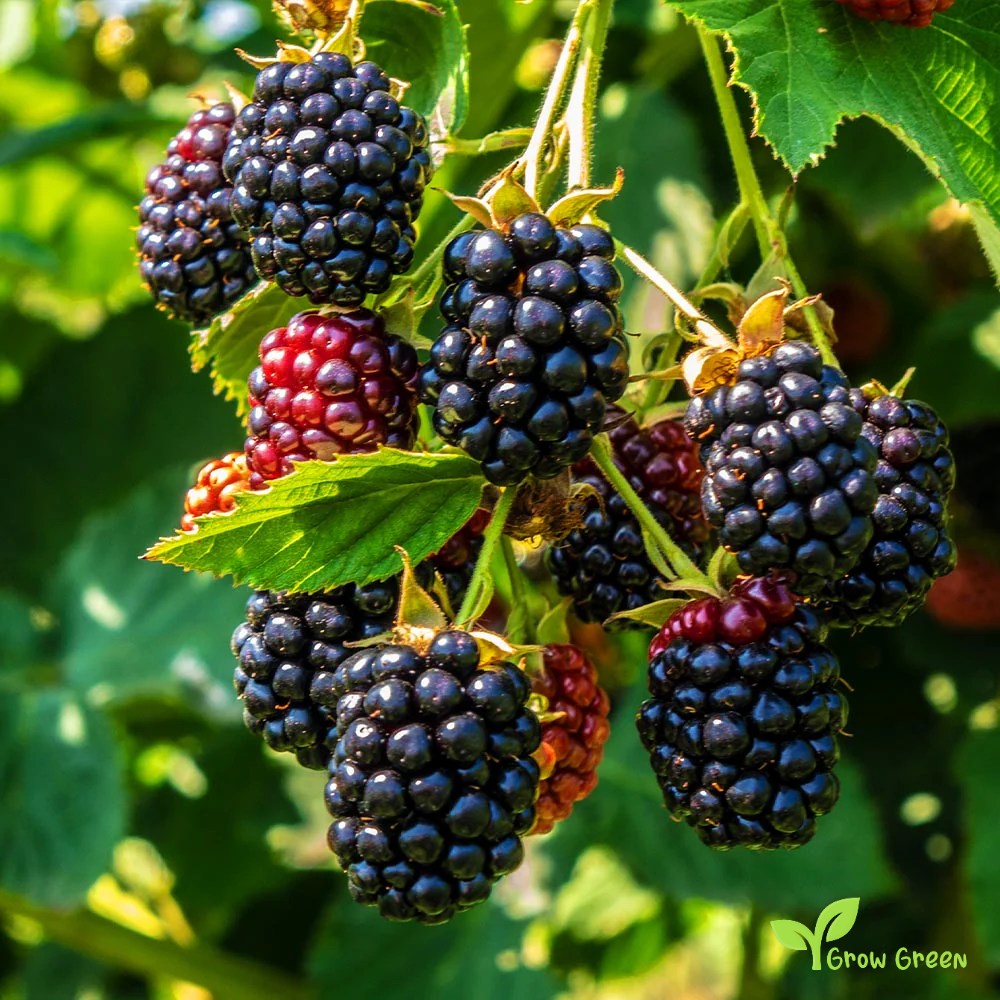 15 seeds of Classic Blackberry - RUBUS  + 5 seeds of Sunflower