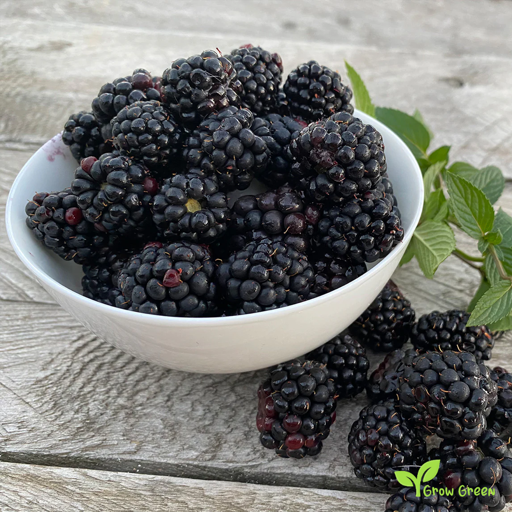 15 seeds of Classic Blackberry - RUBUS  + 5 seeds of Sunflower