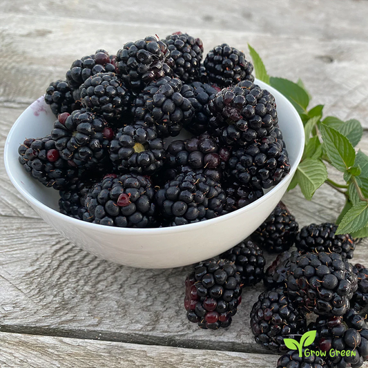 15 seeds of Classic Blackberry - RUBUS  + 5 seeds of Sunflower
