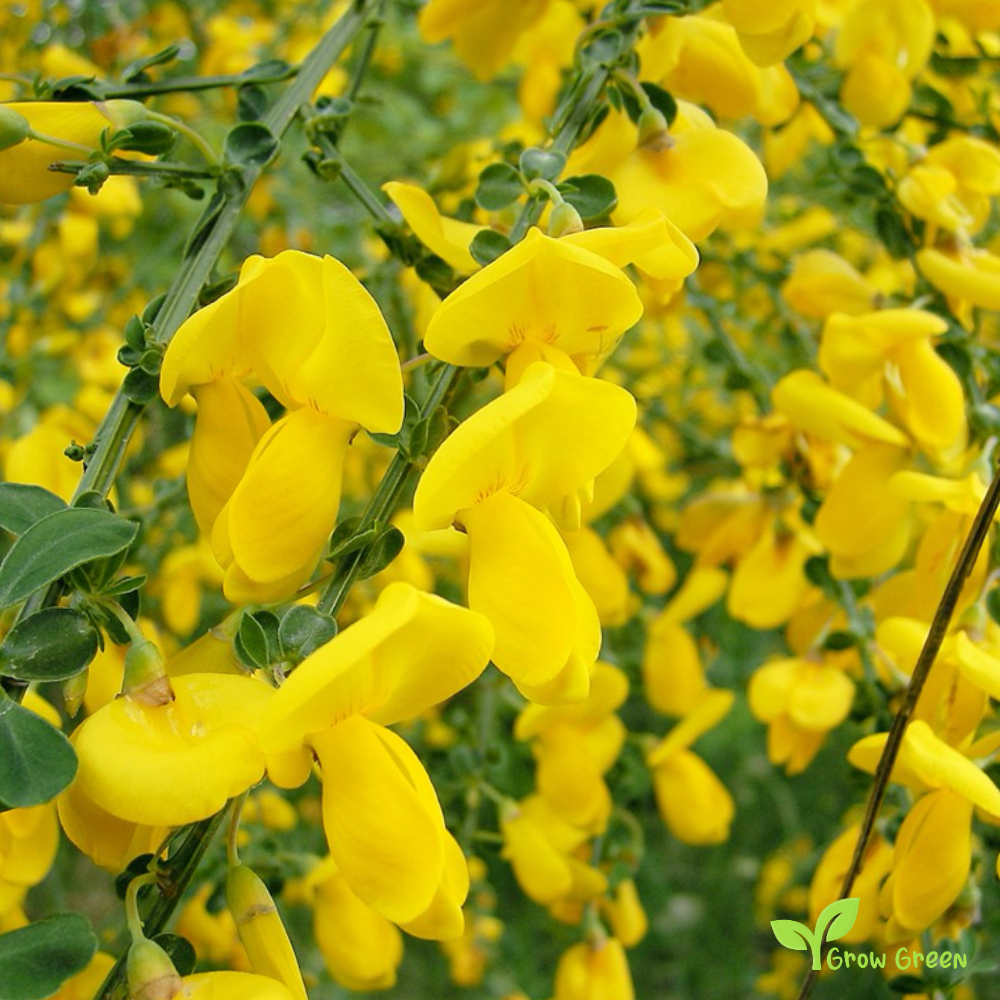 15 seeds of Common Broom - CYTISUS SCOPARIUS - Genisteae + 5 seeds Sunflower