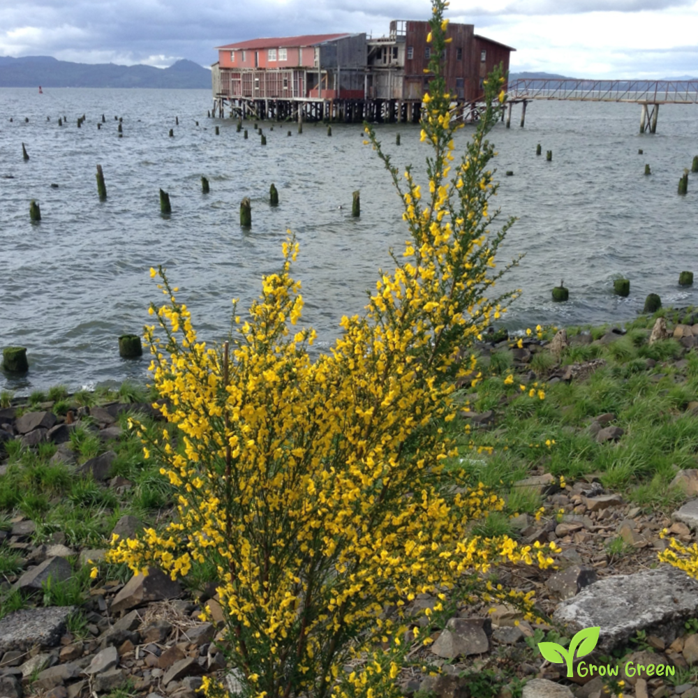 15 seeds of Common Broom - CYTISUS SCOPARIUS - Genisteae + 5 seeds Sunflower