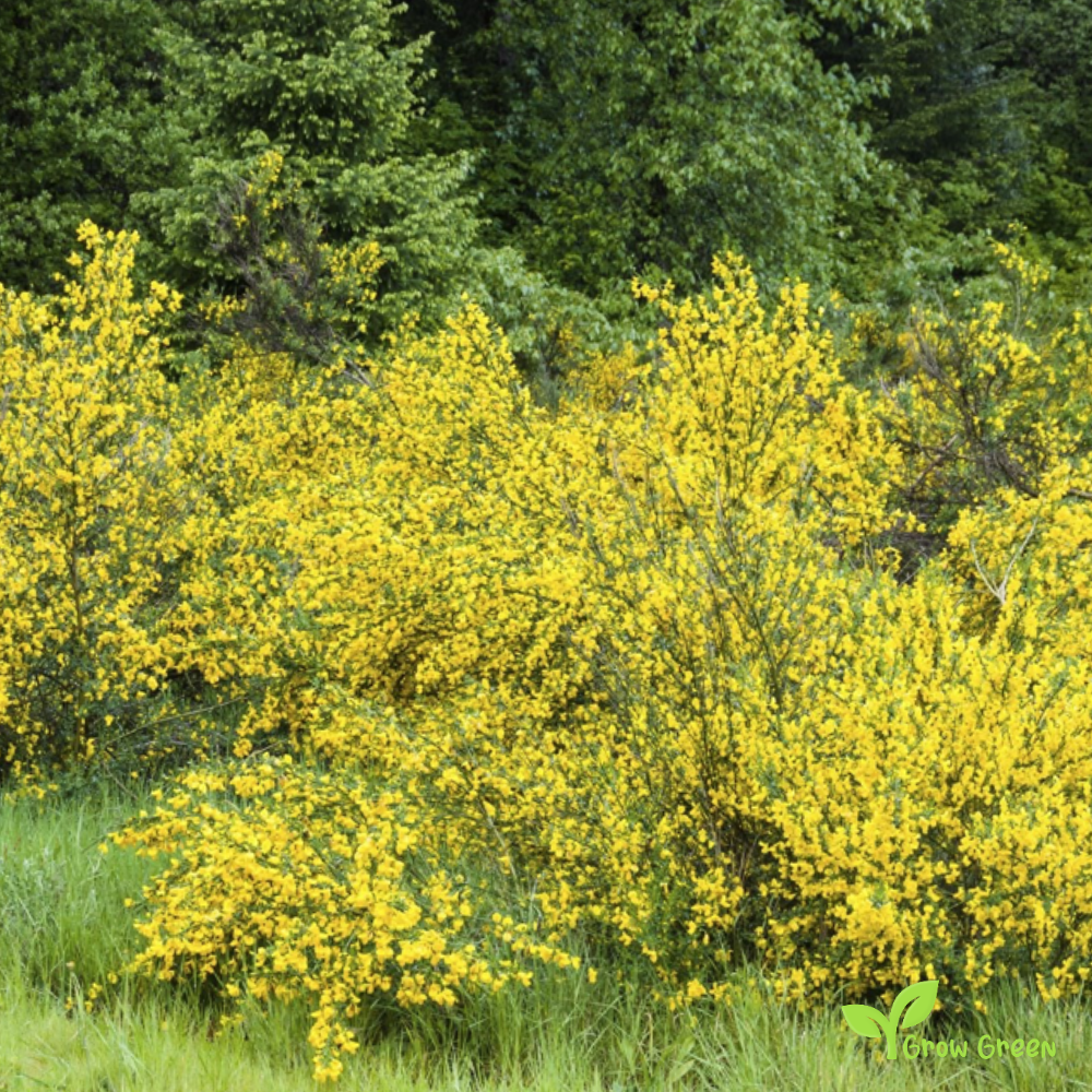 15 seeds of Common Broom - CYTISUS SCOPARIUS - Genisteae + 5 seeds Sunflower