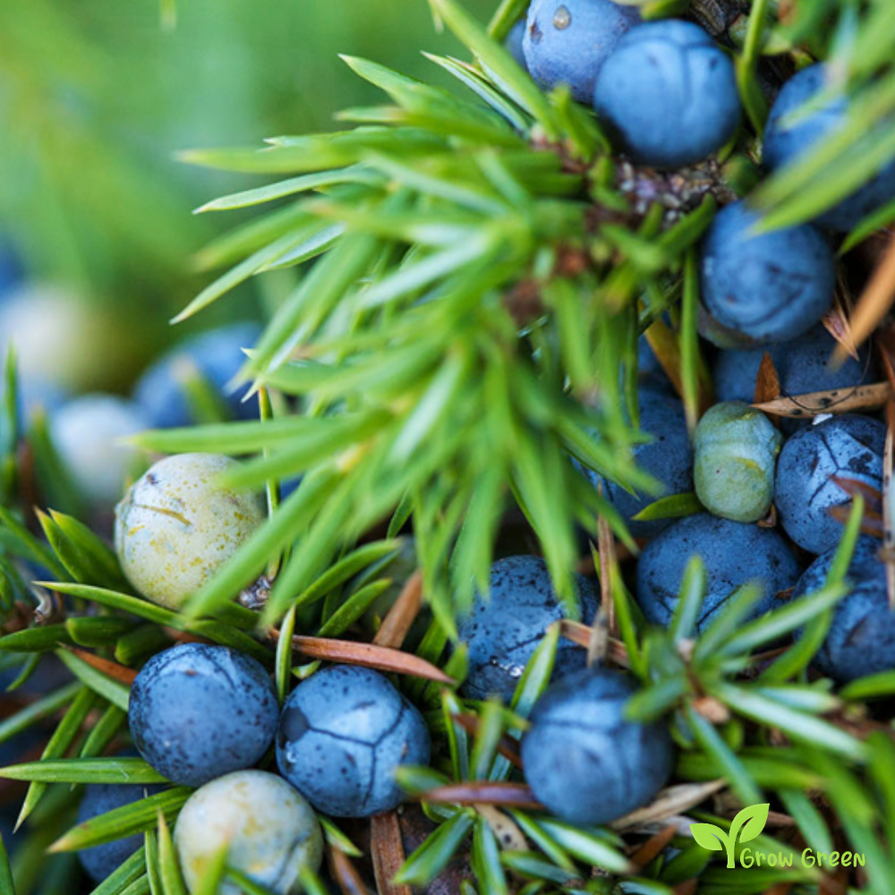 10 seeds of Common Juniper - JUNIPERUS COMMUNIS + 5 seeds Sunflower