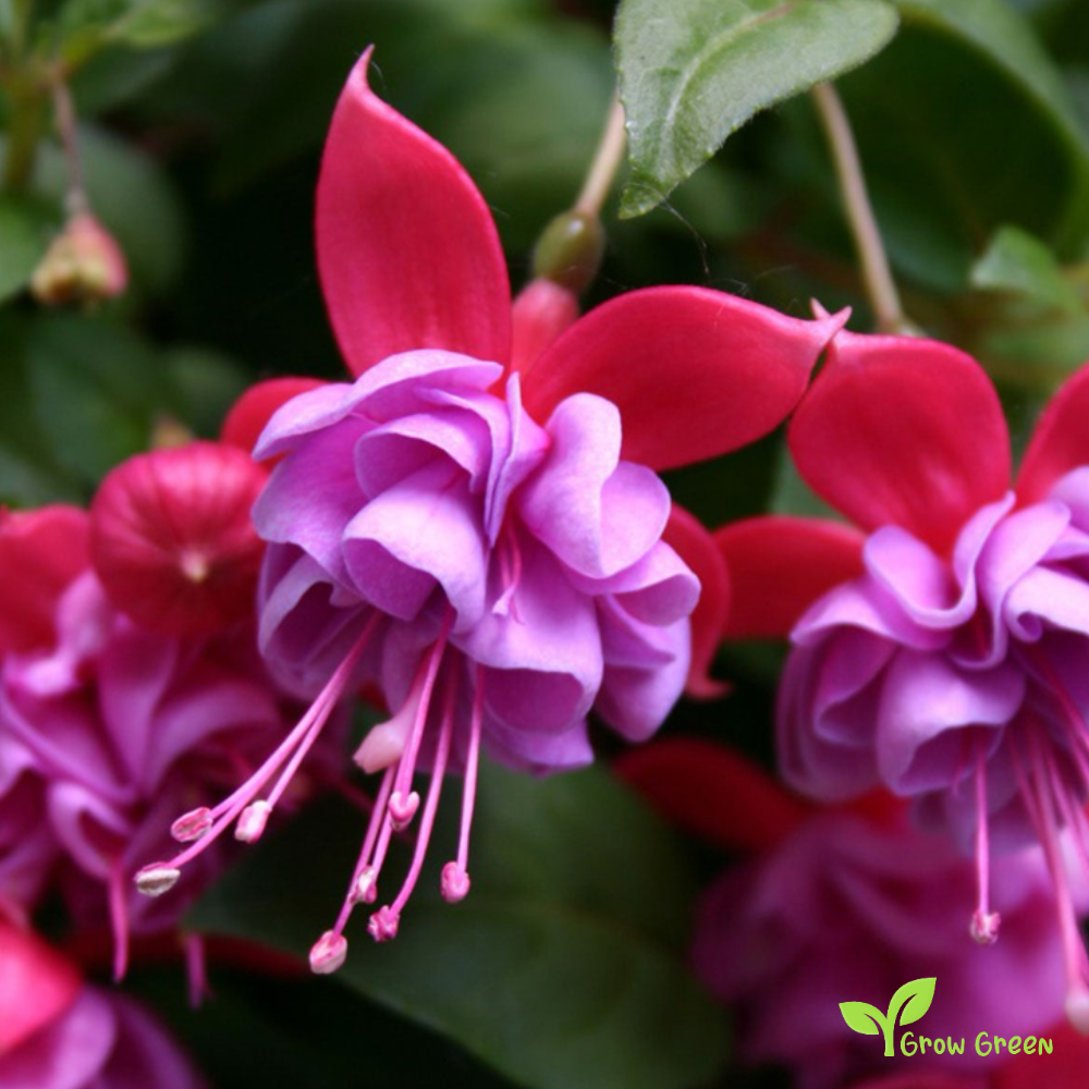 Fucsia Mixed (fuchsia) | 10 seeds