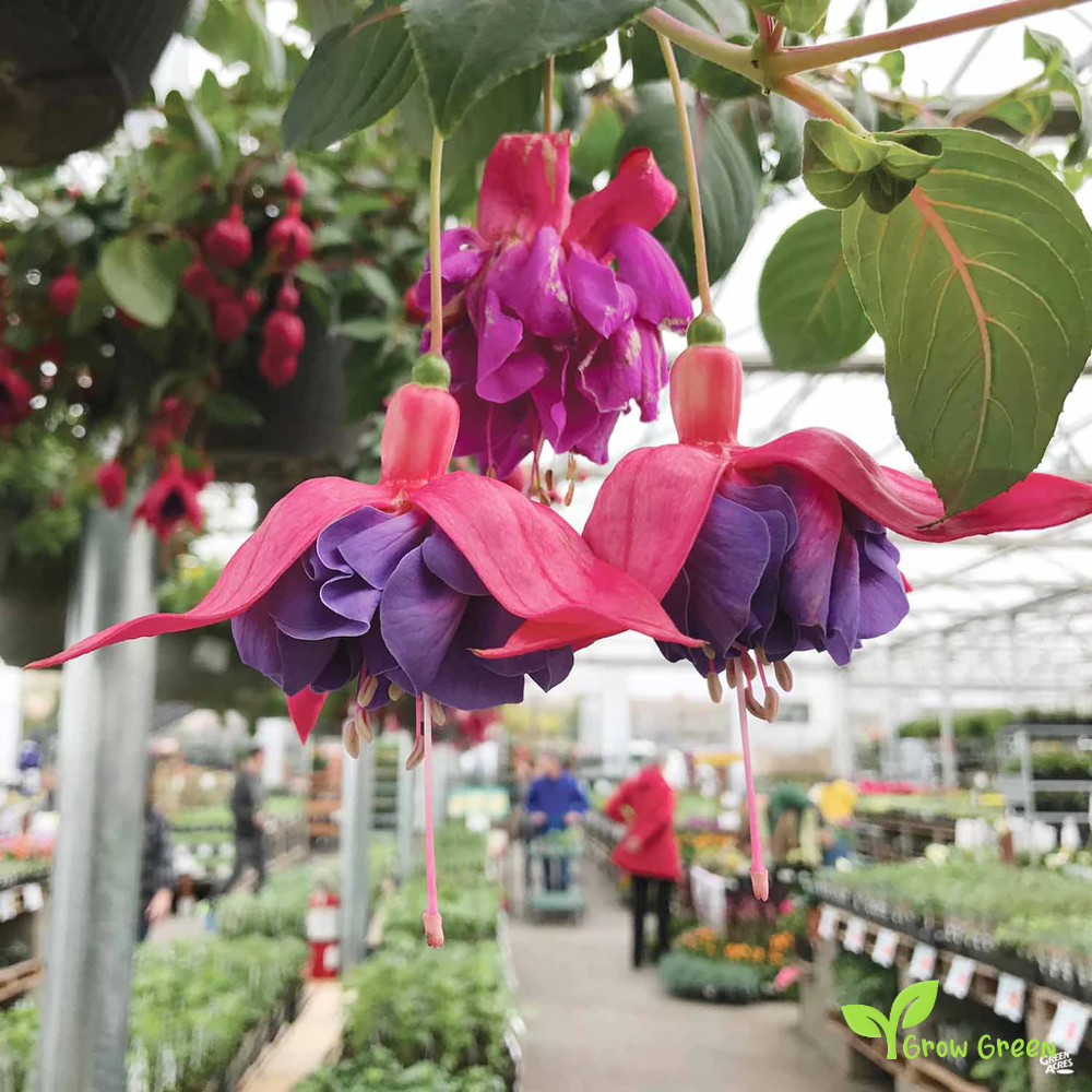 Fucsia Mixed (fuchsia) | 10 seeds