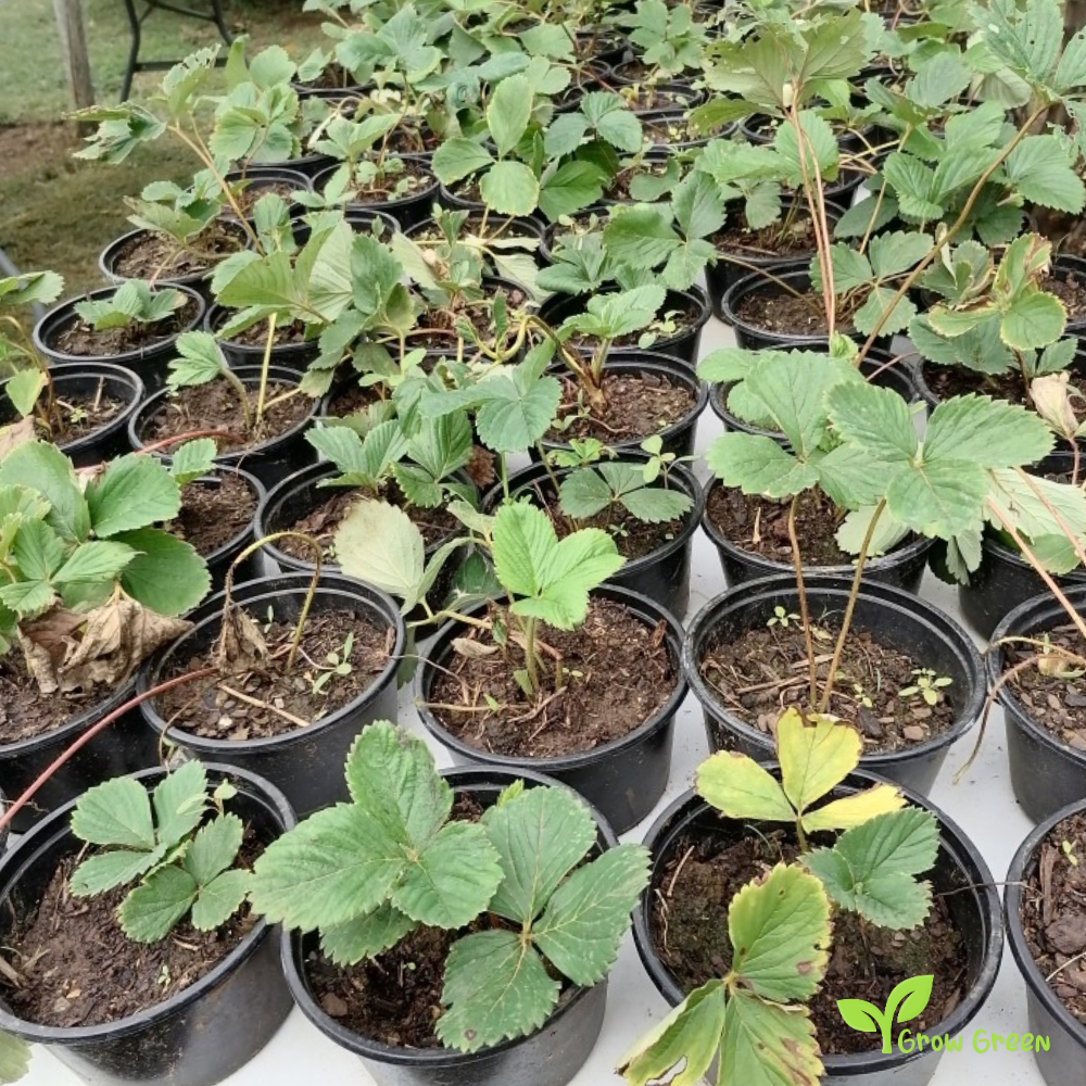 20 seeds of Giant Strawberry - FRAGARIA ANANASSA + 5 of Sunflower