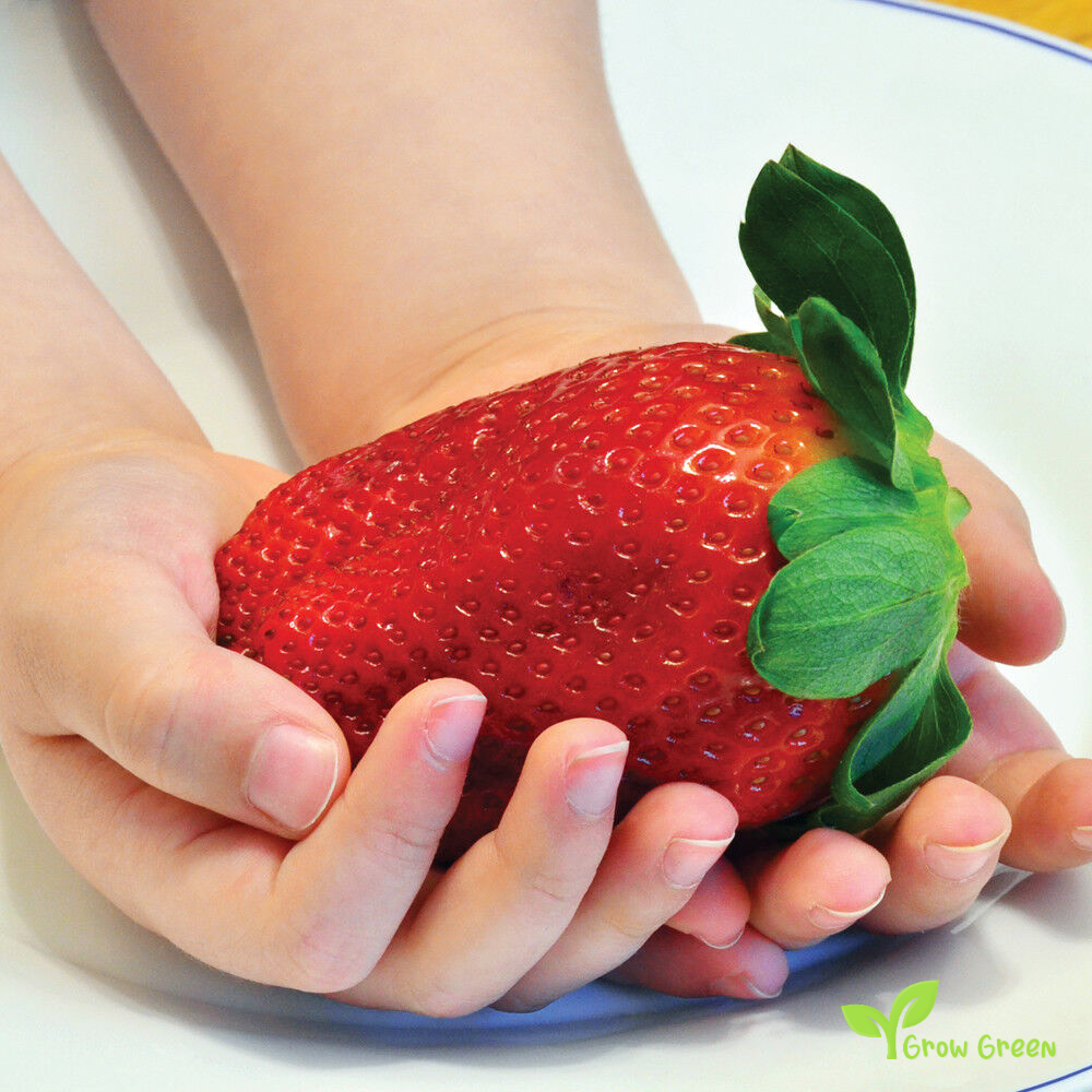 20 seeds of Giant Strawberry - FRAGARIA ANANASSA + 5 of Sunflower