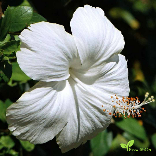 5 seeds of Hibiscus White - HIBISCUS + 5 seed Sunflower